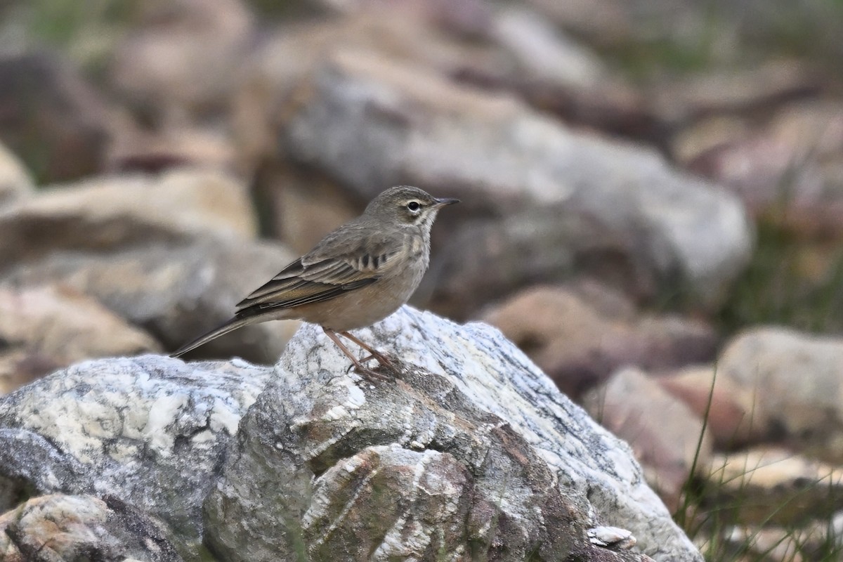 Nicholson's Pipit - ML636885960