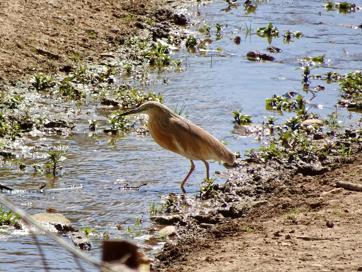Squacco Heron - ML636886012