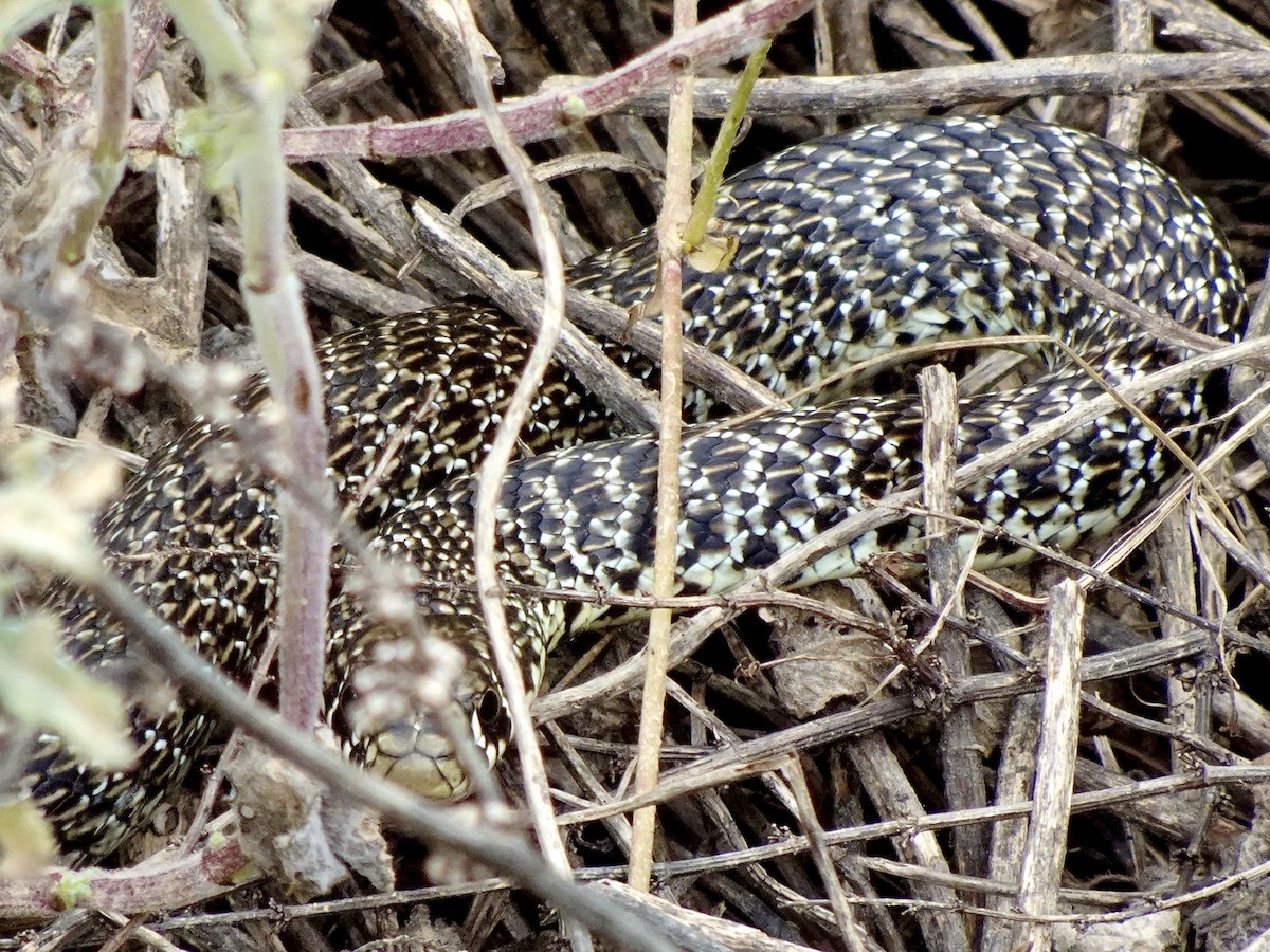 Animals - ML636886105