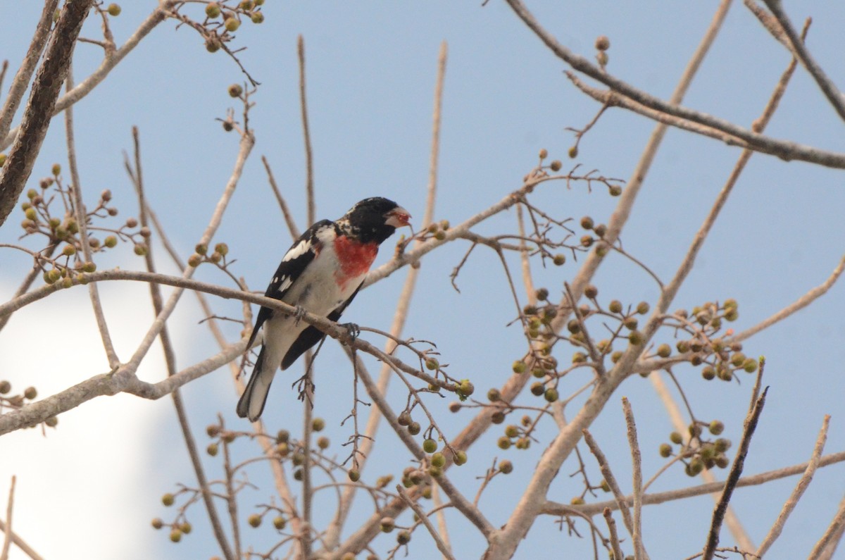 Rose-breasted Grosbeak - ML636886110