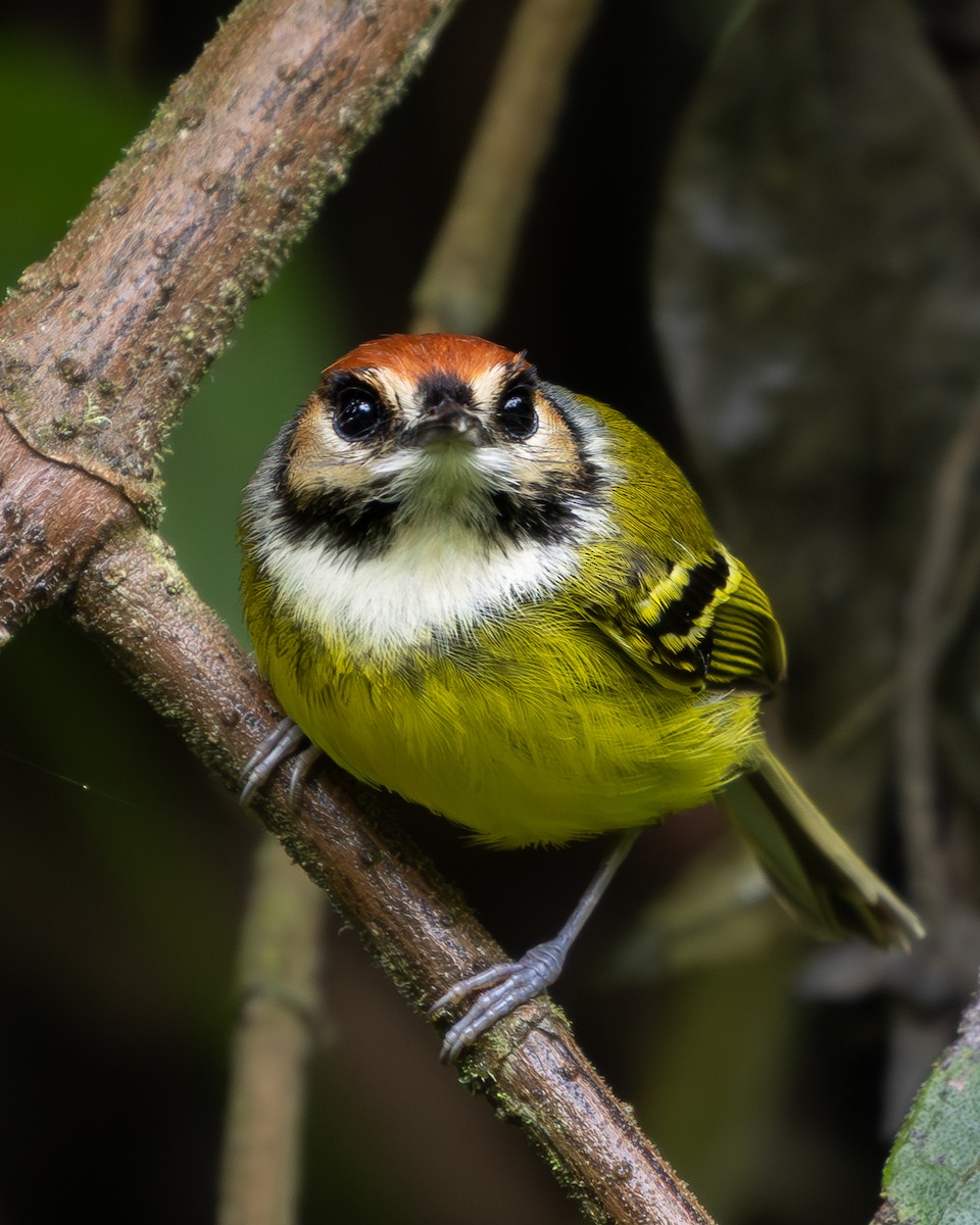 Rufous-crowned Tody-Flycatcher - ML636886119