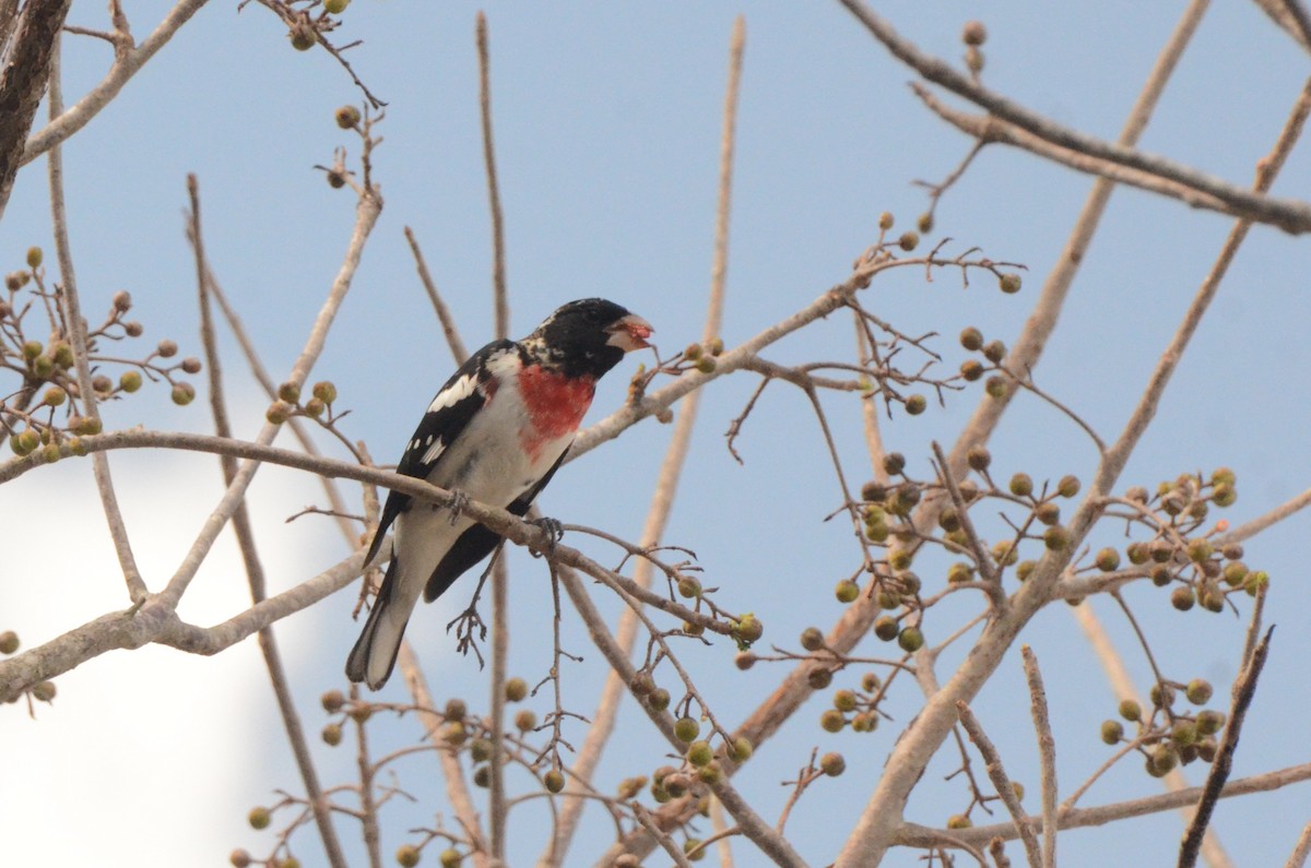 Rose-breasted Grosbeak - ML636886135