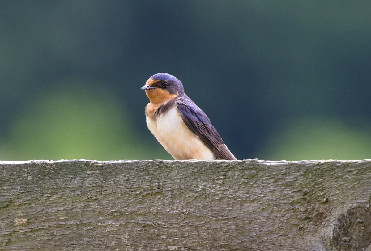 Barn Swallow - ML636886177