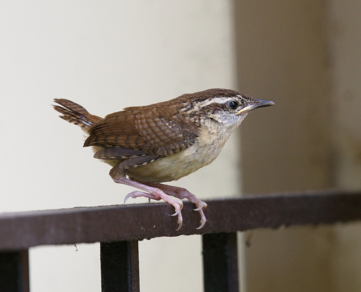Carolina Wren - ML636886199