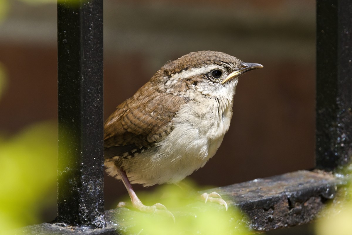 Carolina Wren - ML636886234