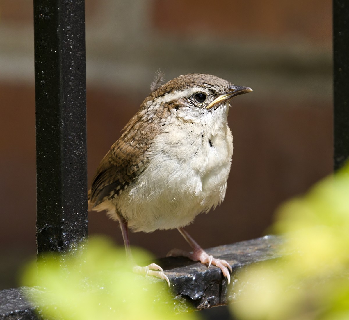 Carolina Wren - ML636886235