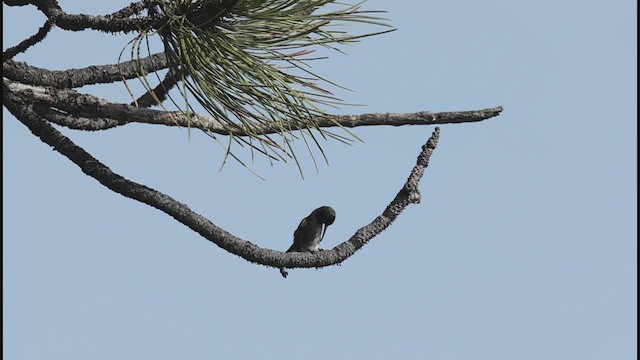 Black-chinned Hummingbird - ML636886306