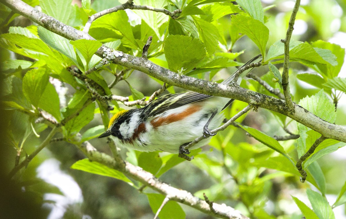 Chestnut-sided Warbler - ML636886322