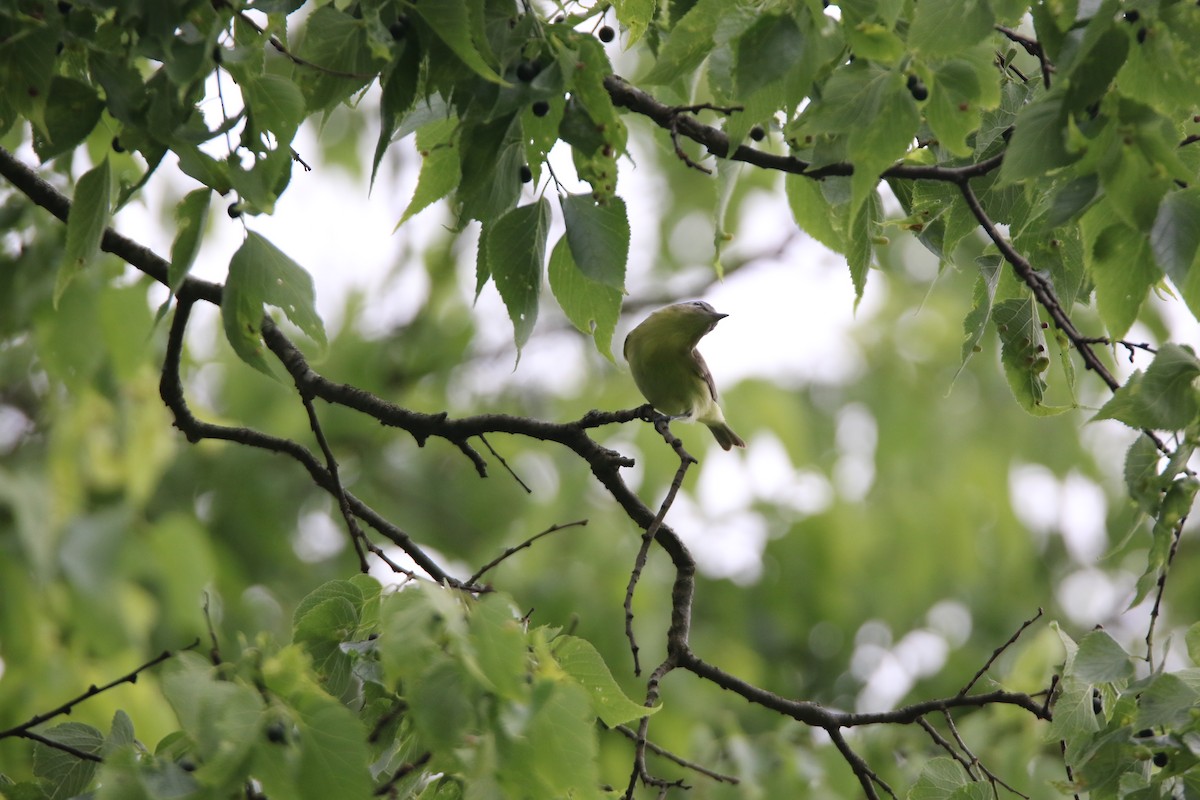 Philadelphia Vireo - ML636886336