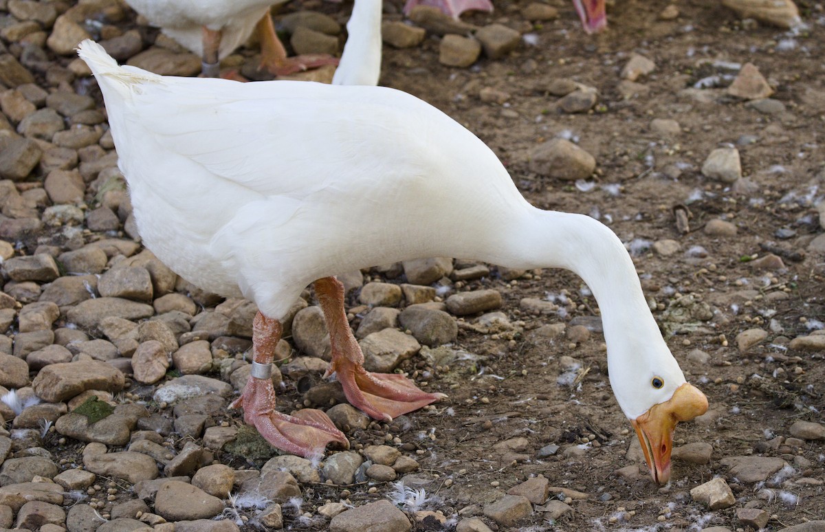Domestic goose sp. (Domestic type) - ML636886364