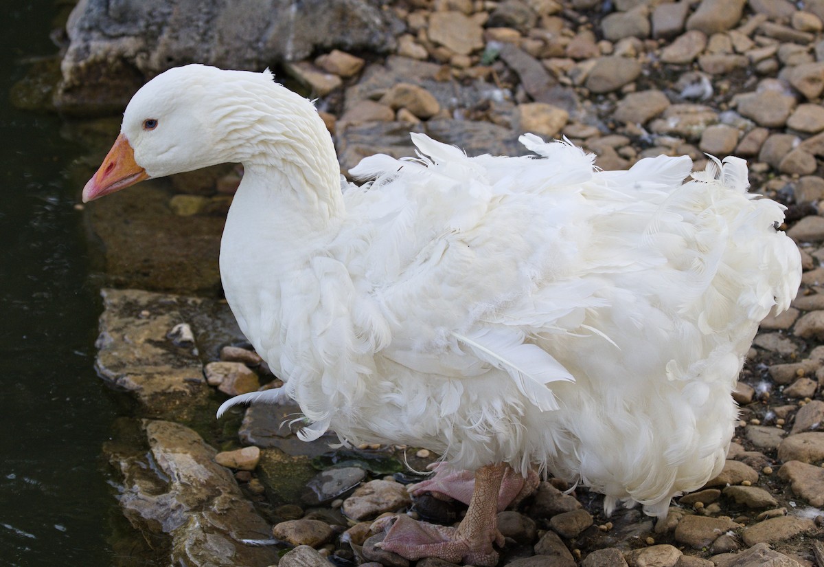 Domestic goose sp. (Domestic type) - ML636886365
