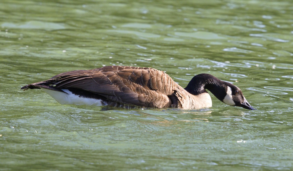 Canada Goose - ML636886368