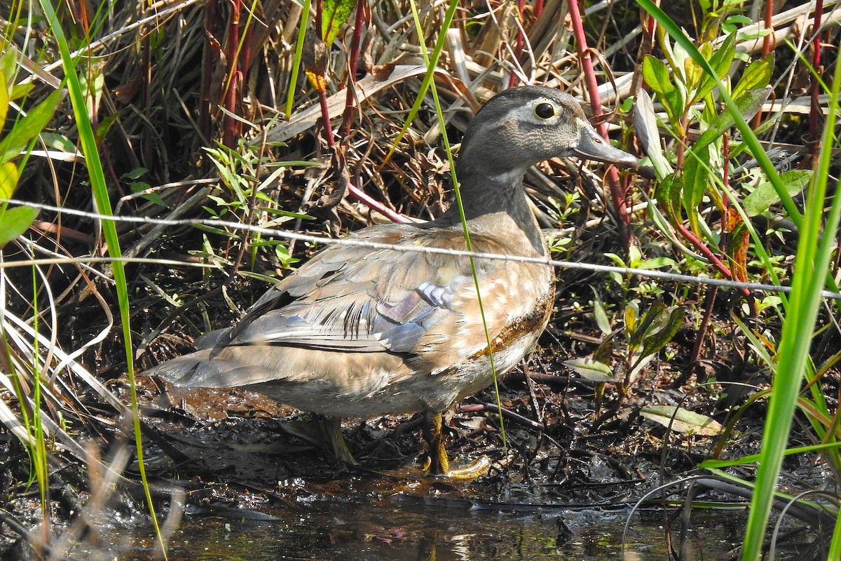 Wood Duck - ML636886369