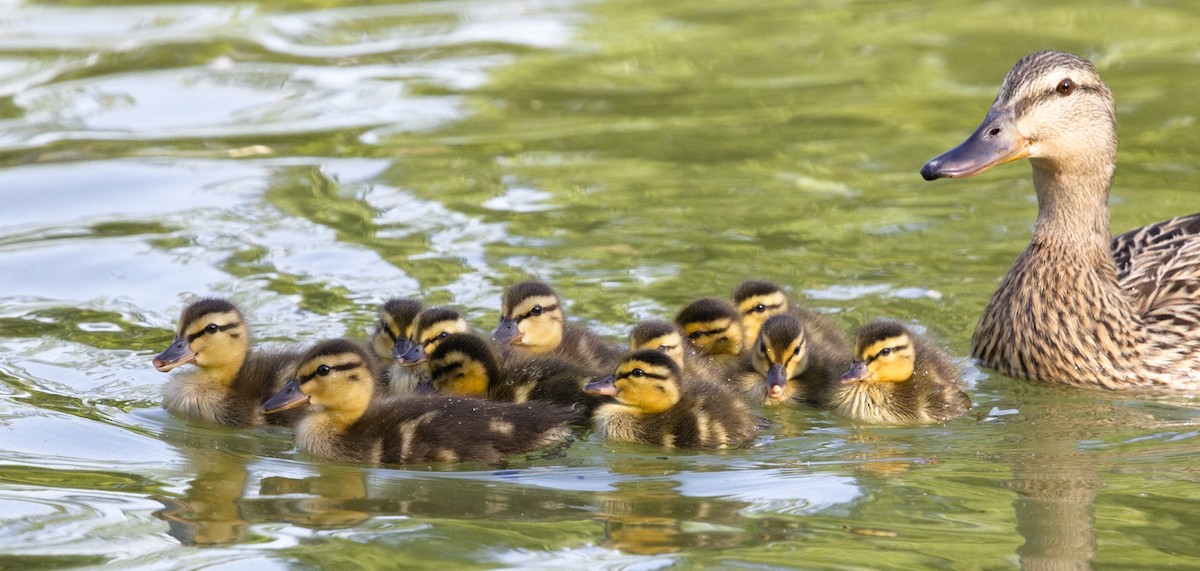 Mallard - ML636886381