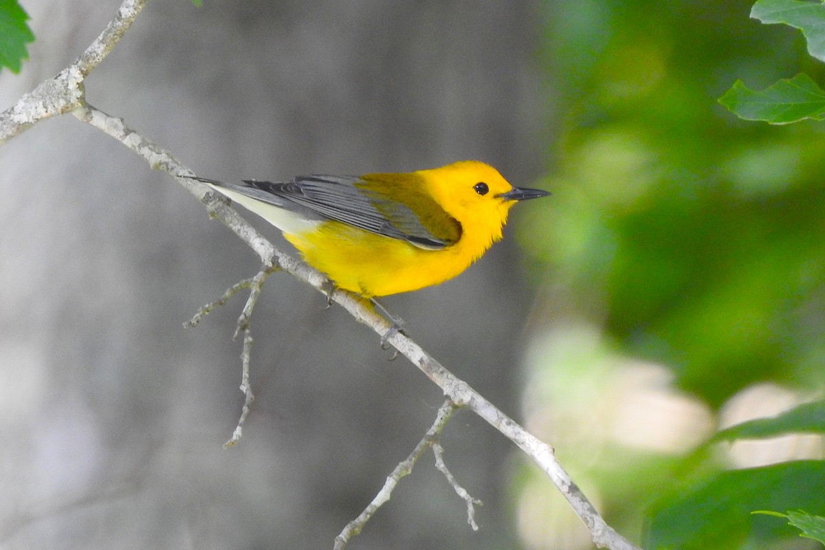 Prothonotary Warbler - ML636886438
