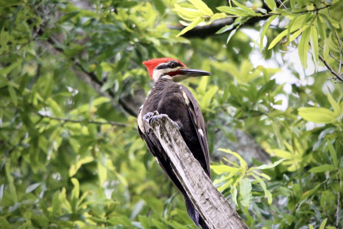 Pileated Woodpecker - ML636886475