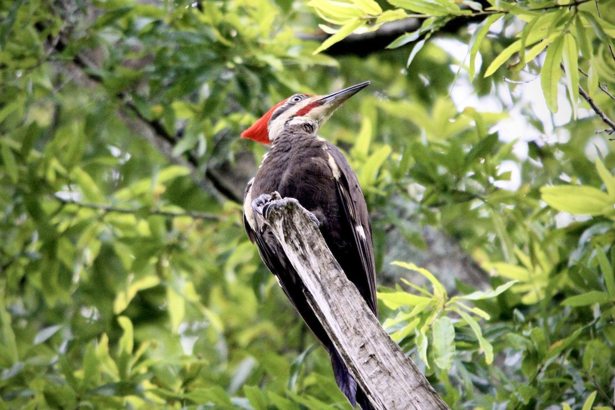 Pileated Woodpecker - ML636886476