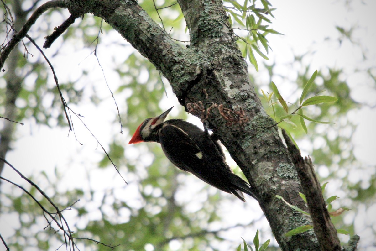 Pileated Woodpecker - ML636886477