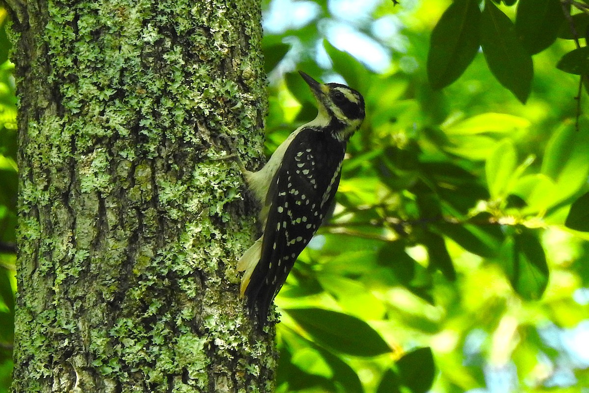 Hairy Woodpecker - ML636886482