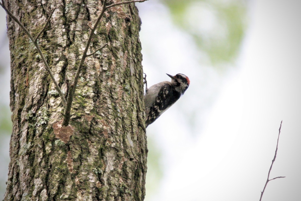 Downy Woodpecker - ML636886483