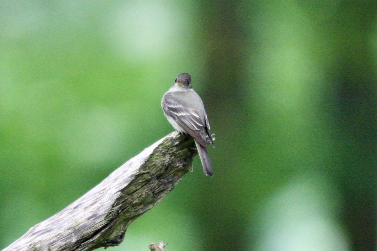 Eastern Wood-Pewee - ML636886489