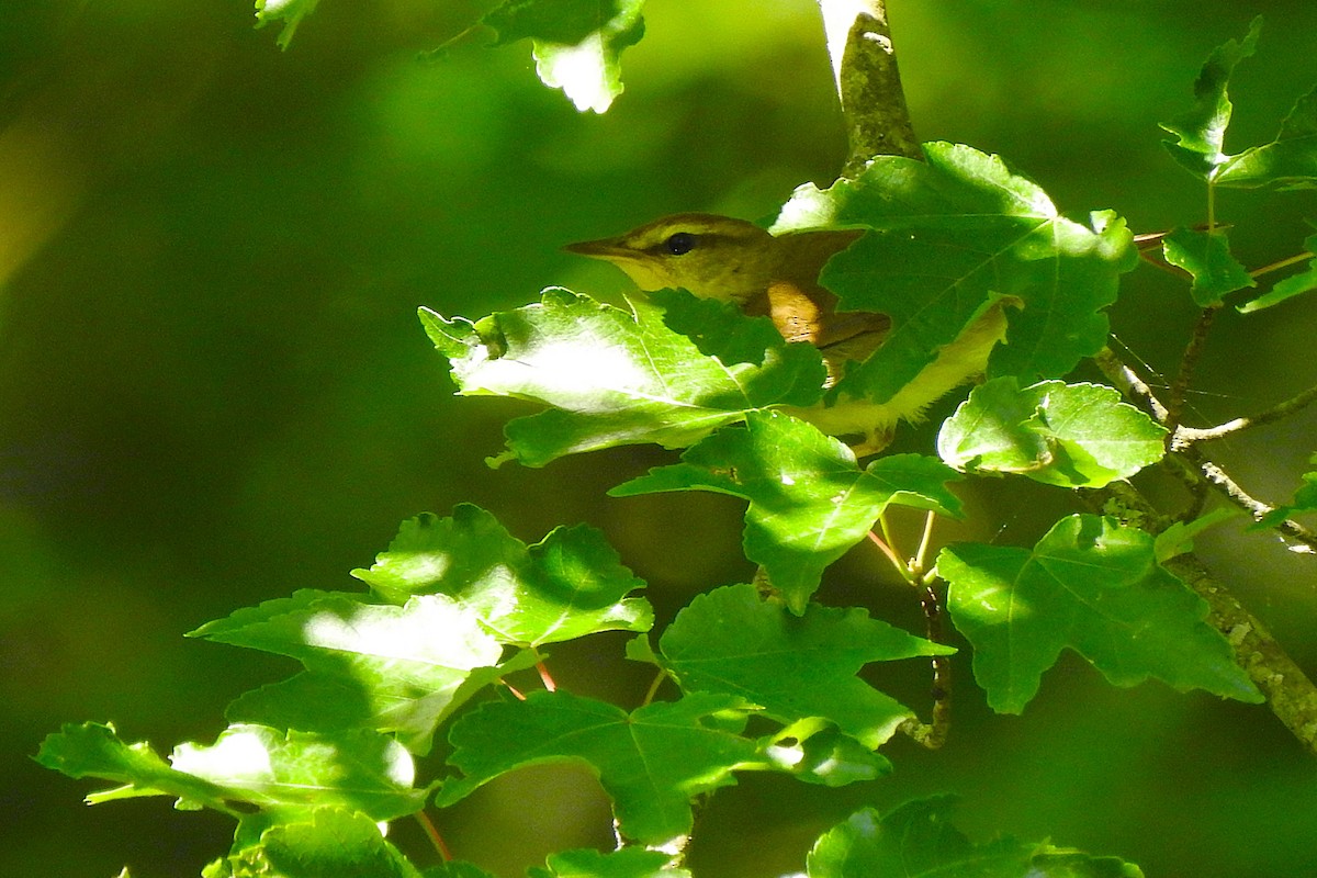 Swainson's Warbler - ML636886506