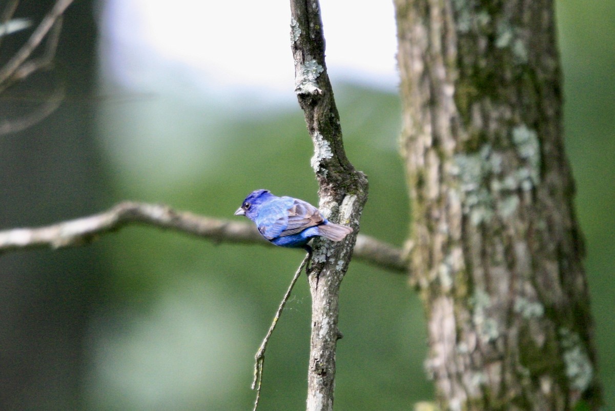 Indigo Bunting - ML636886511