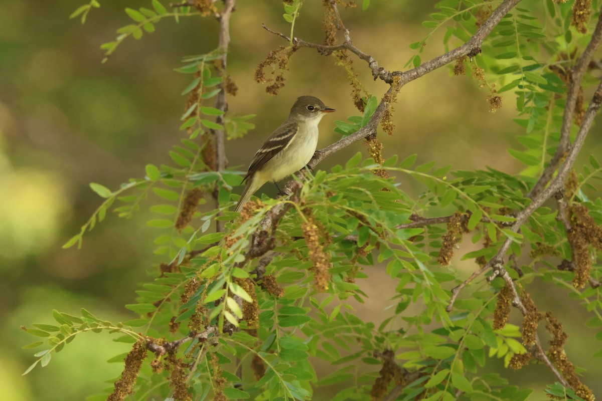 tyranovec malinký - ML636886521