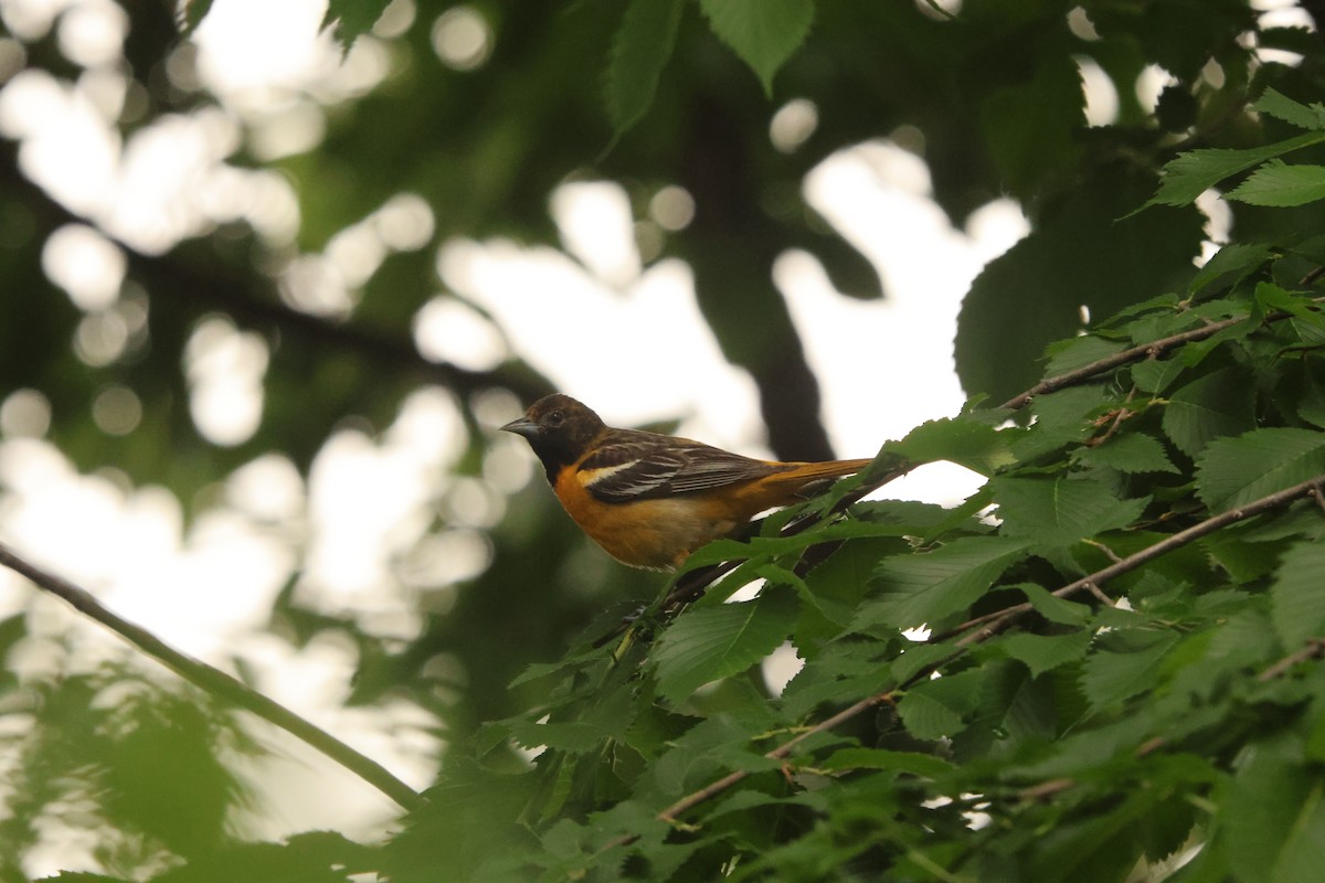 trupiál baltimorský - ML636886540