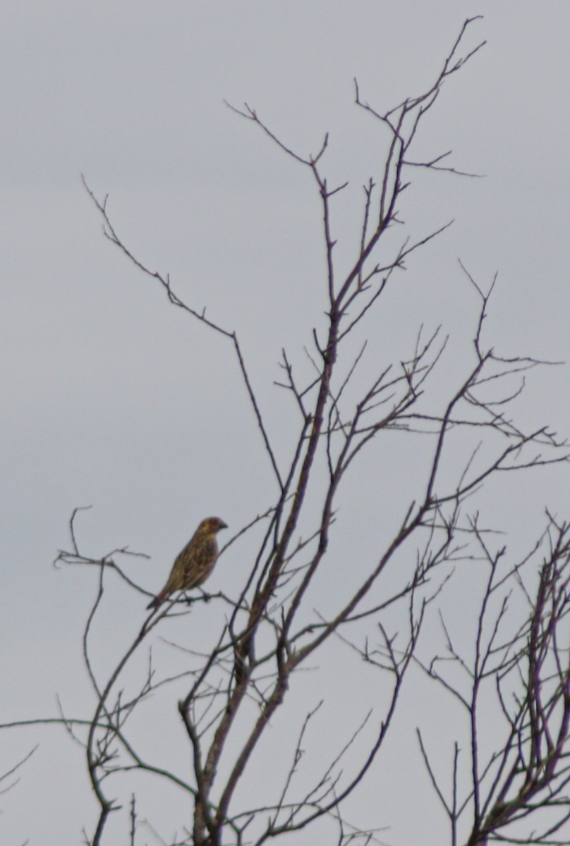 Rufous-tailed Plantcutter - ML636886543