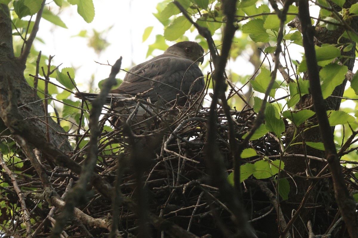 jestřáb americký - ML636886557