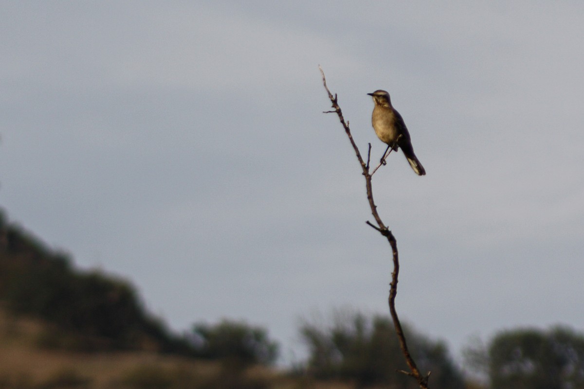 Chilean Mockingbird - ML636886559