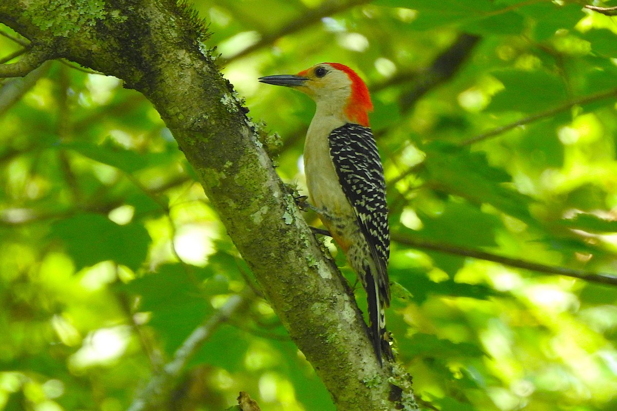 Red-bellied Woodpecker - ML636886597