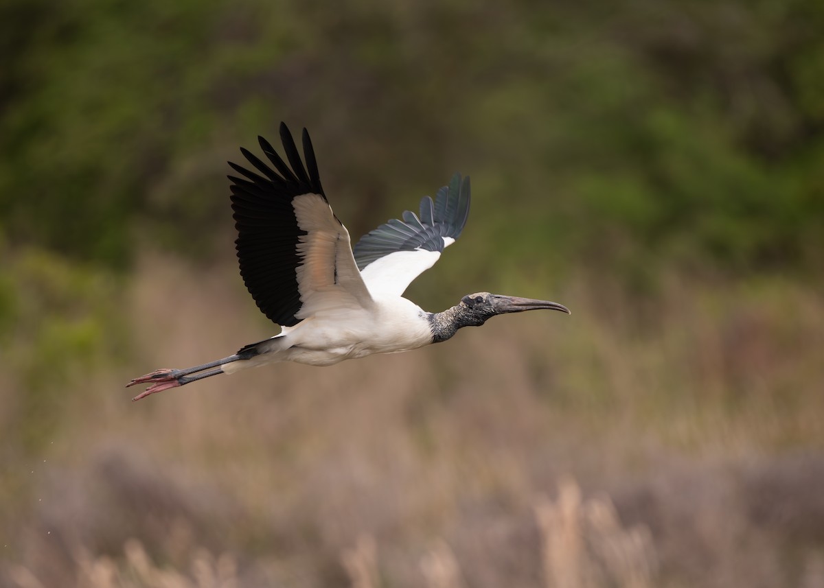Wood Stork - ML636886600