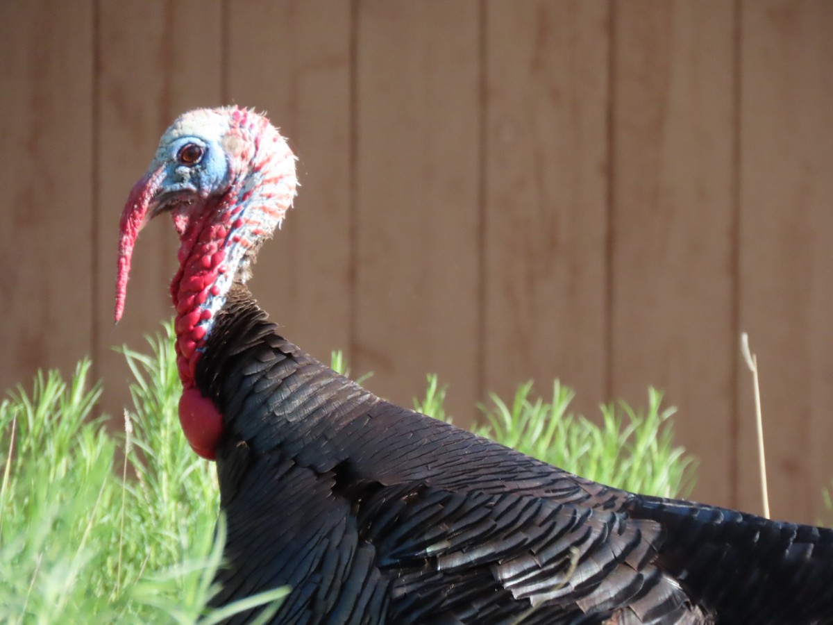 Wild Turkey - ML636886601