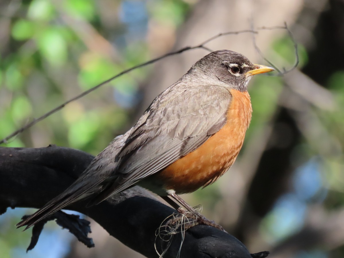 American Robin - ML636886610
