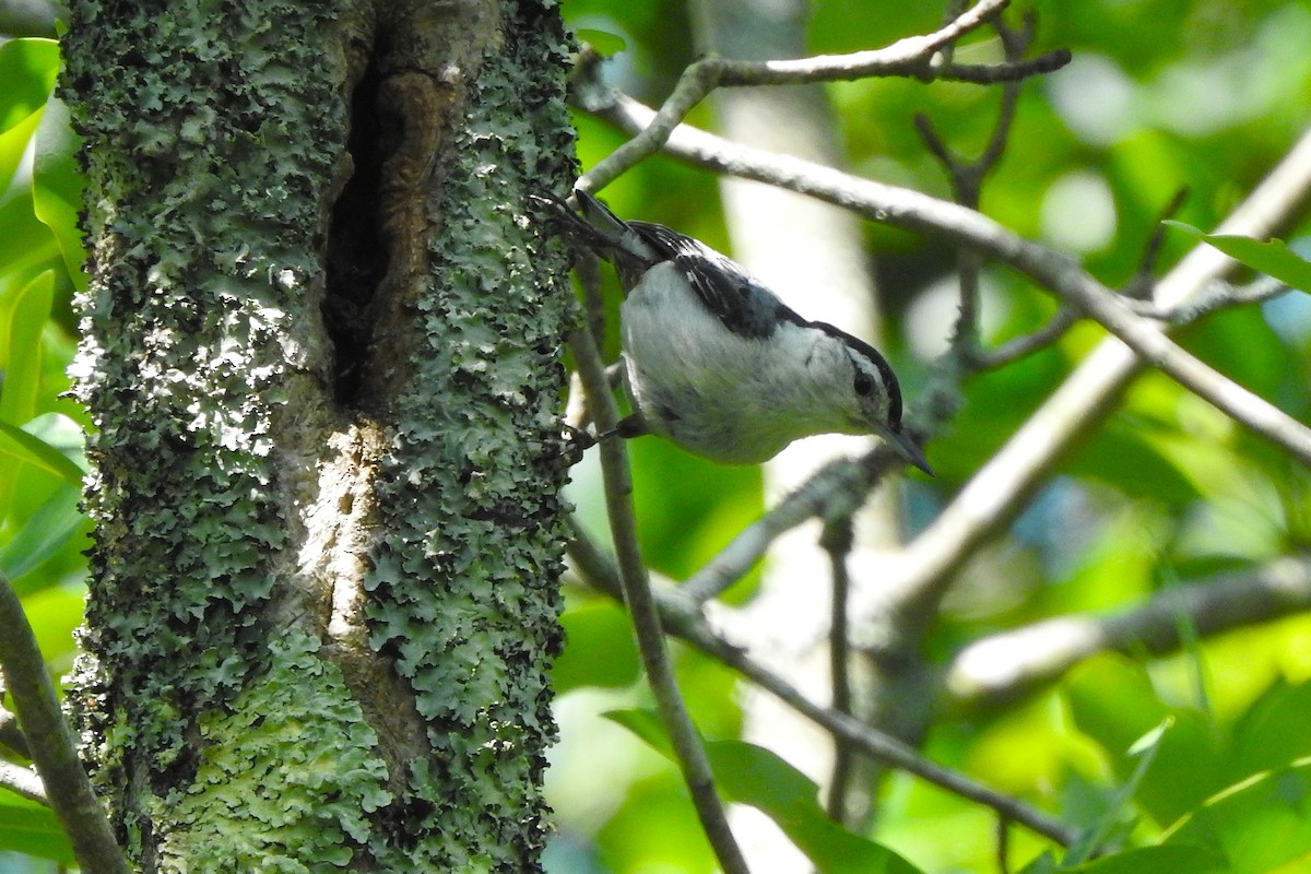 White-breasted Nuthatch - ML636886615
