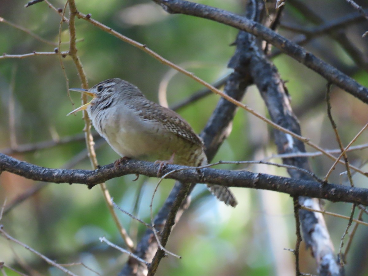 Northern House Wren - ML636886617