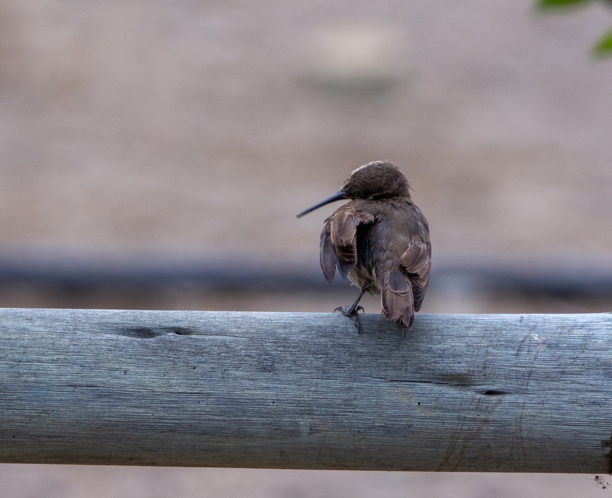 Scale-throated Earthcreeper - ML636886661