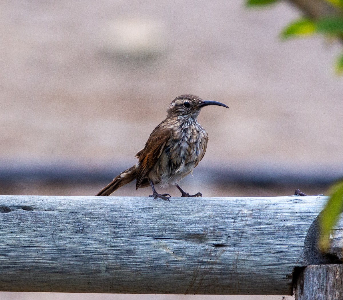 Scale-throated Earthcreeper - ML636886663