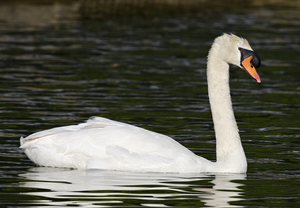 Mute Swan - ML636886700