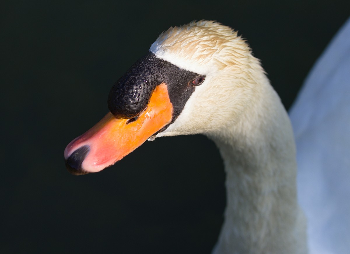 Mute Swan - ML636886701