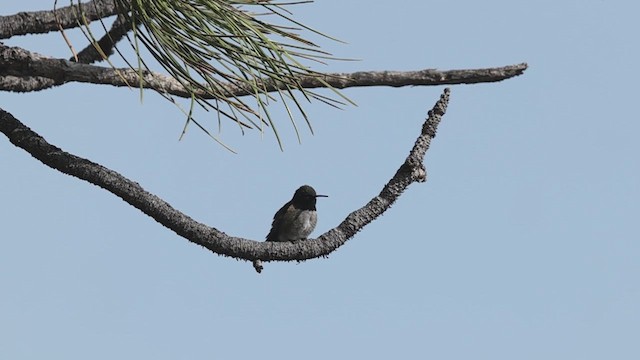 Black-chinned Hummingbird - ML636886710