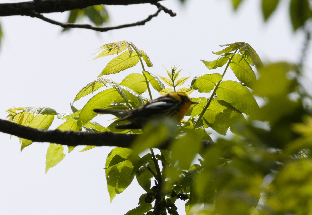 Blackburnian Warbler - ML636886799