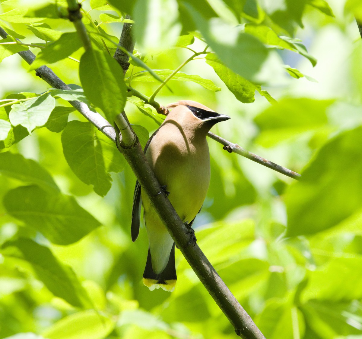 Cedar Waxwing - ML636886857