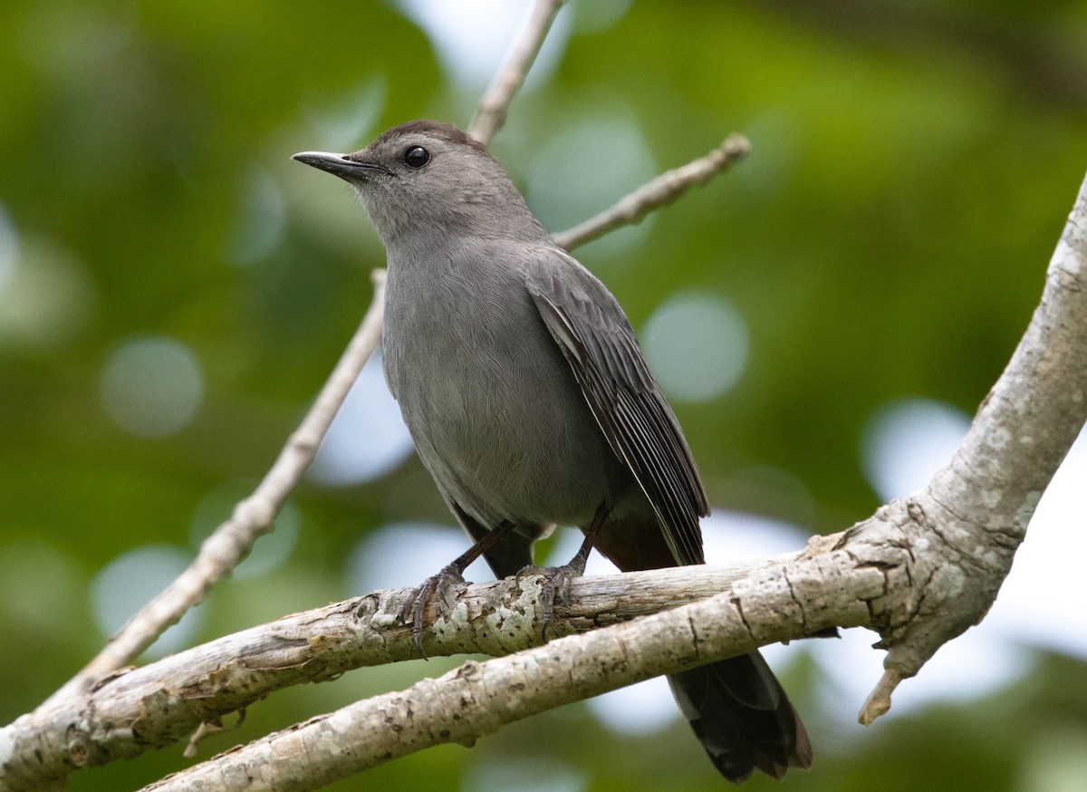 Gray Catbird - ML636886880