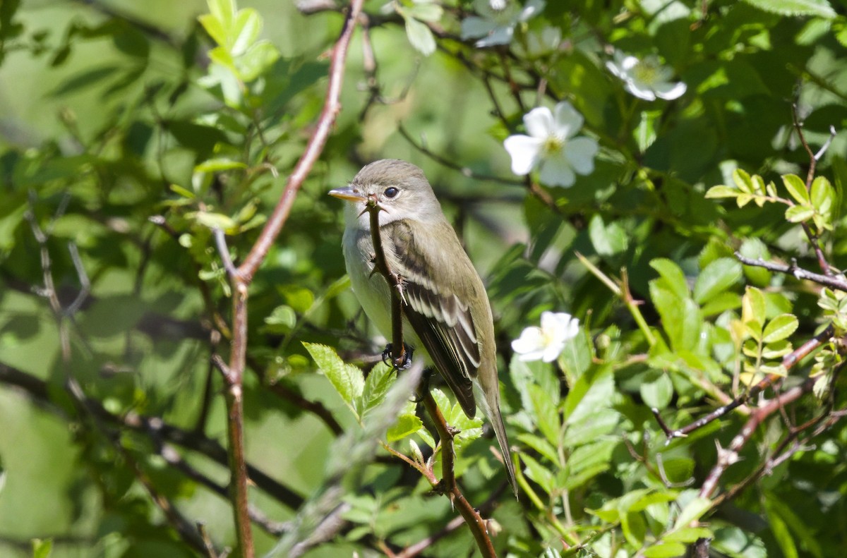 Willow Flycatcher - ML636886906