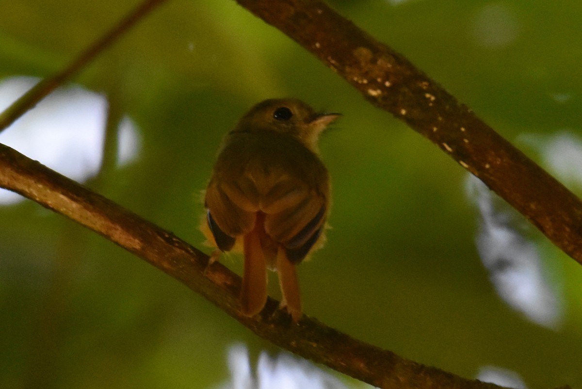Ruddy-tailed Flycatcher - ML636886934