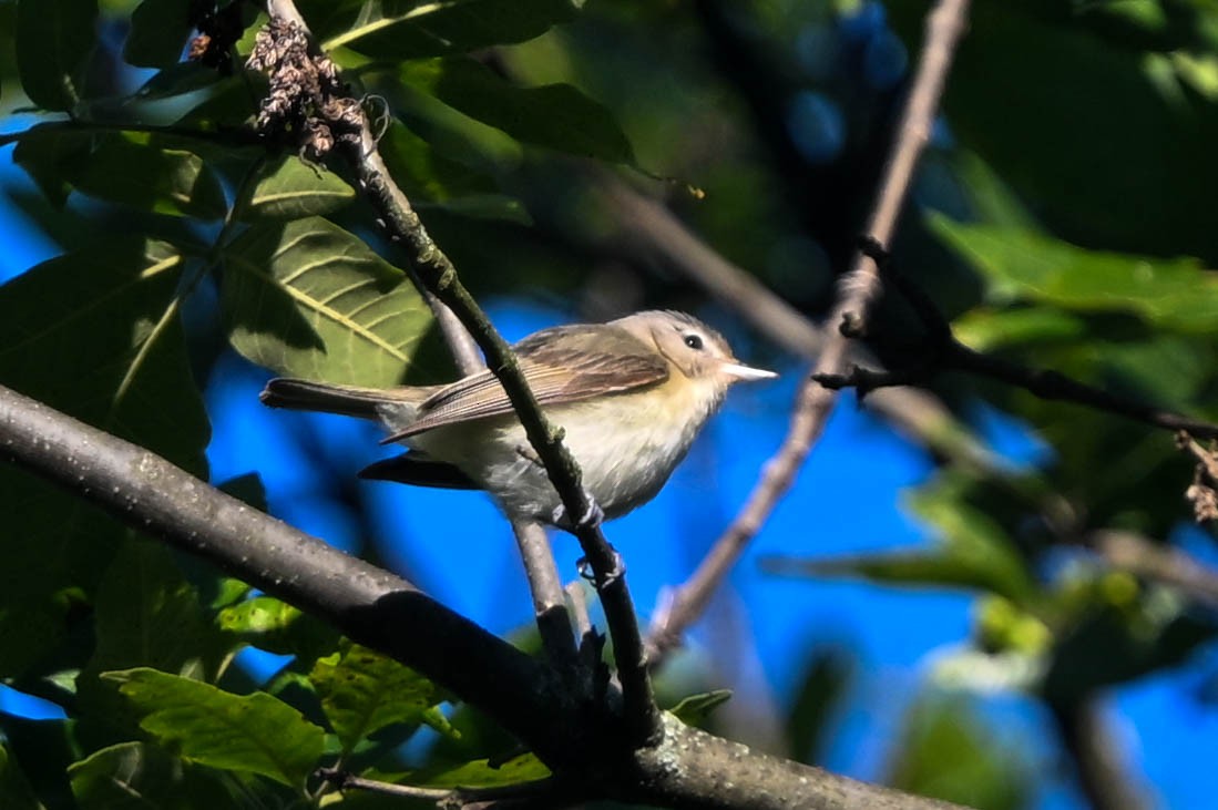 Warbling Vireo - ML636886991