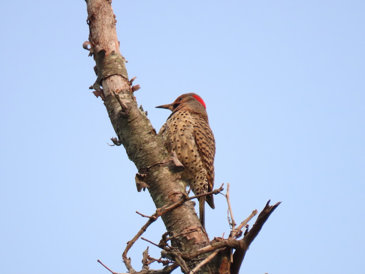 Northern Flicker - ML636887052